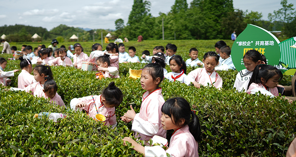 品茶香•知茶韵——二年级开展综合实践活动